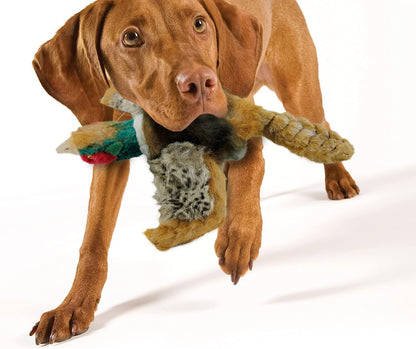 Pet Accessory