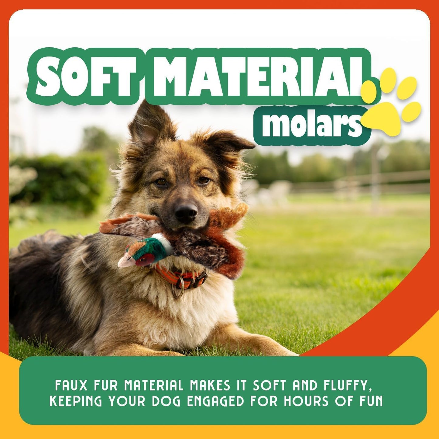 Pet Accessory
