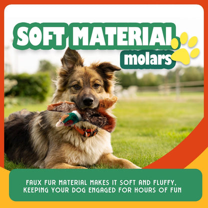 Pet Accessory